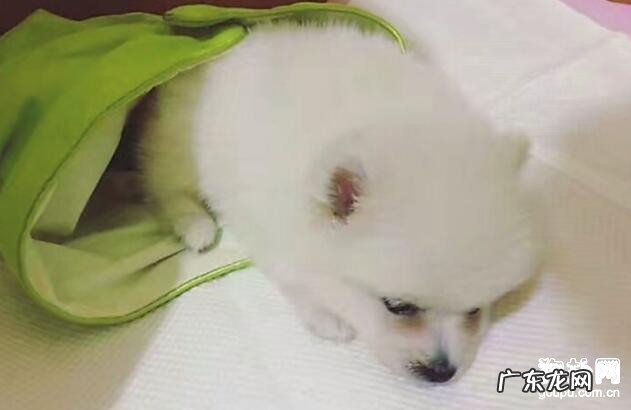 犬瘟并发症大盘点,这些你永远不知道的并发症!