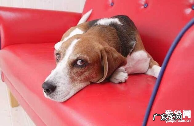 犬瘟并发症大盘点,这些你永远不知道的并发症!