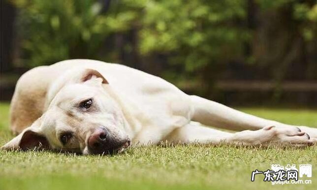 小狗中毒该怎么办？会有什么显著的病症！