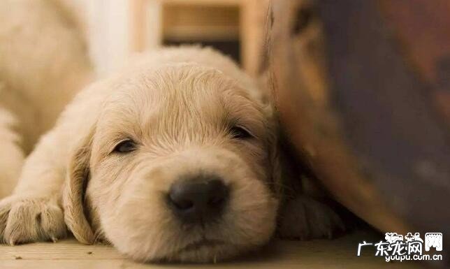 小狗中毒该怎么办？会有什么显著的病症！