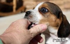 狂犬病毒危险期多长时间，狂犬病毒的六个病症要留意