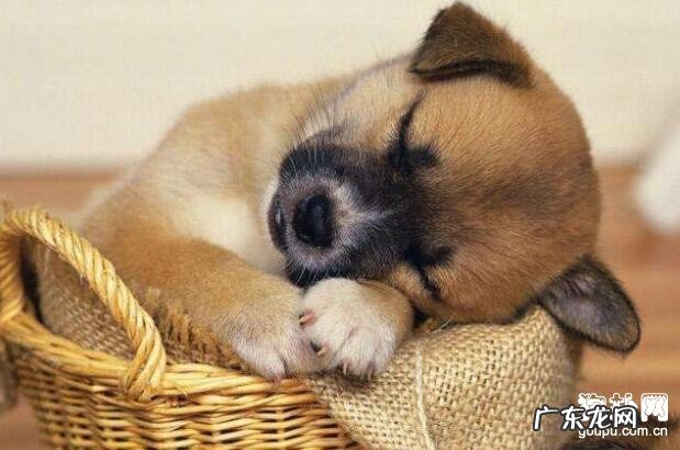 小狗怎么会得感染性支气管炎?犬感染性急性支气管炎的病症和预防