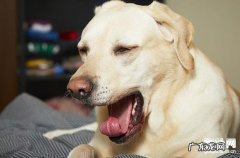 小狗怎么会得感染性支气管炎？犬感染性急性支气管炎的病症和预防