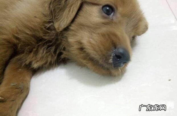 小狗怎么会得感染性支气管炎?犬感染性急性支气管炎的病症和预防