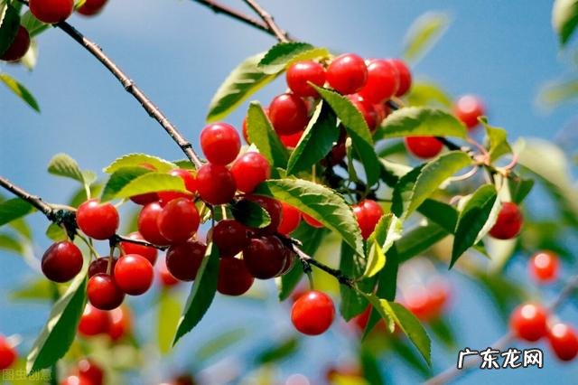 减肥期间没忍住诱惑吃嗨了,第二天如何及时“抢救”体重