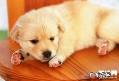 狗狗骨折了该怎么办？