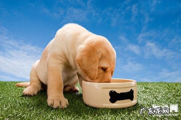 狗狗打疫苗期内能外出吗?狗狗打疫苗的有关事宜