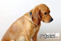 如何预防犬的胃扩张？