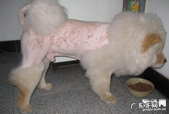 小狗皮肤病种类的症状表现及保养方式