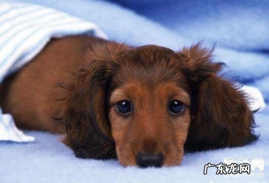 小狗过敏的原因及治疗方法