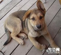 教你如何区分狗狗耳螨和耳垢的方式