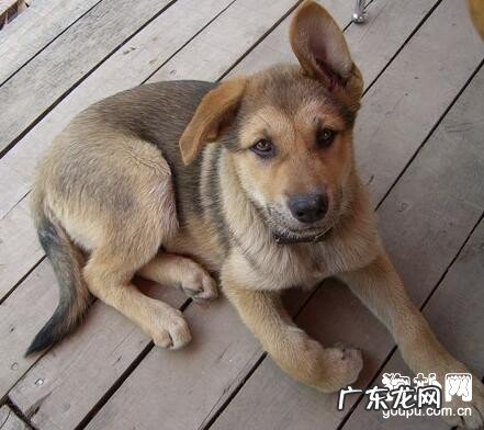 教你如何区分狗狗耳螨和耳垢的方式