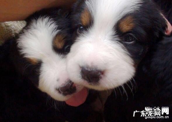 小狗注入预苗后沒有精神实质该怎么办,正常吗?