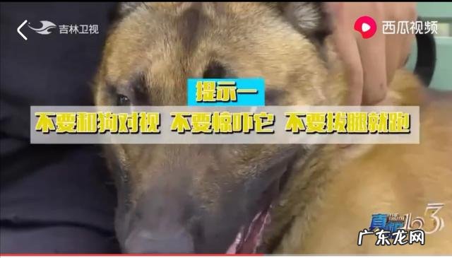 狗的命门在哪里被大型犬追咬时，怎样做才是正确的自救方法