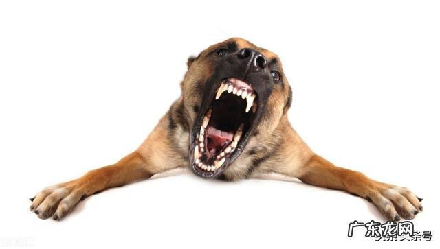 狗的命门在哪里被大型犬追咬时，怎样做才是正确的自救方法