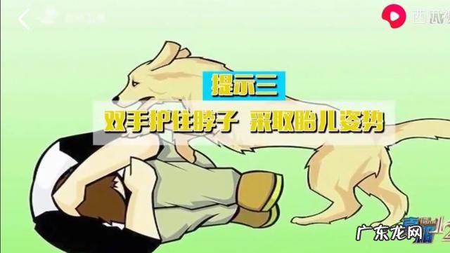 狗的命门在哪里被大型犬追咬时，怎样做才是正确的自救方法