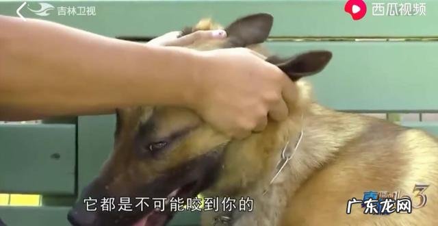 狗的命门在哪里被大型犬追咬时，怎样做才是正确的自救方法