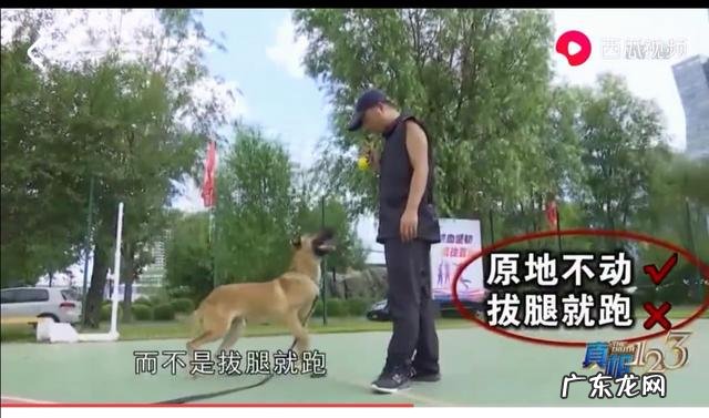 狗的命门在哪里被大型犬追咬时，怎样做才是正确的自救方法