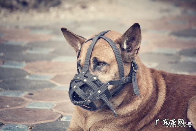 狗的命门在哪里被大型犬追咬时，怎样做才是正确的自救方法