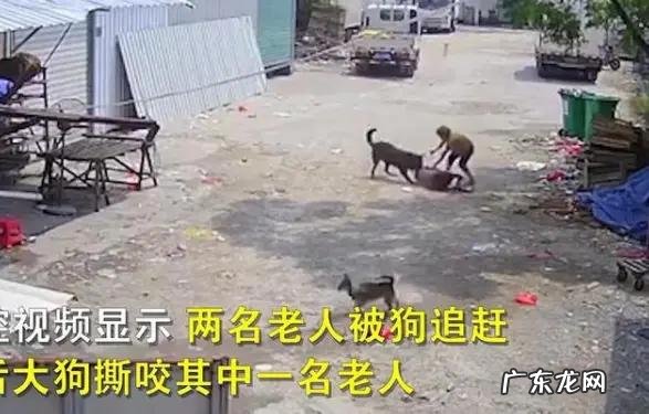 狗的命门在哪里被大型犬追咬时，怎样做才是正确的自救方法