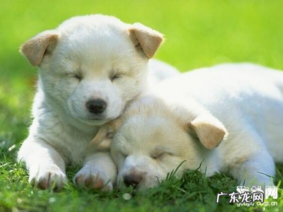 狗狗驱虫药的挑选及除虫時间详细说明