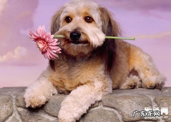 狗狗驱虫药的挑选及除虫時间详细说明