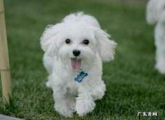 狗狗发烧的病症及治疗方法