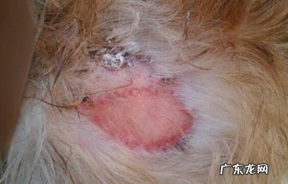 狗狗皮肤病感染吗