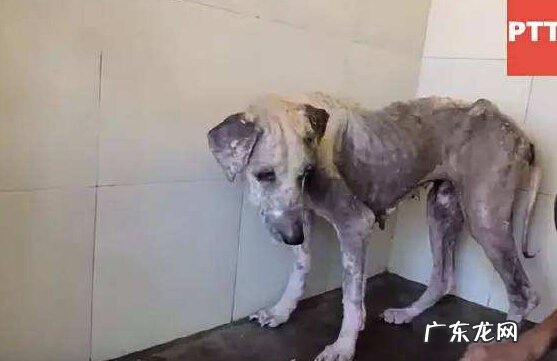 狗狗皮肤病感染吗