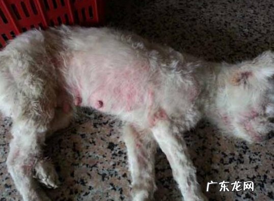 狗狗皮肤病感染吗