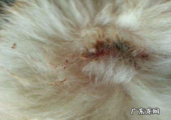 狗狗皮肤病感染吗