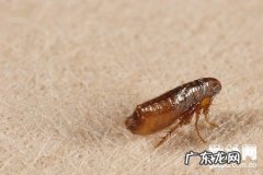 四种去除狗蚤的天然DIY方式