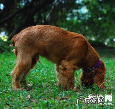 协助得癌的小狗修复胃口的九个窍门