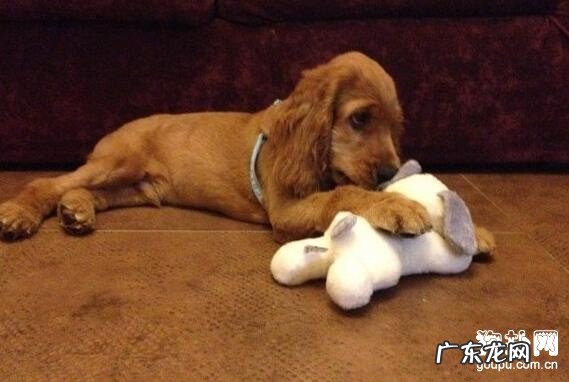 协助得癌的小狗修复胃口的九个窍门