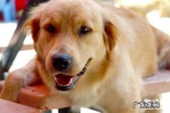 【小狗肾脏衰竭该怎么办】小狗肾衰竭防止及治疗方法