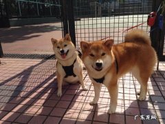 为什么越南咖啡那么便宜？