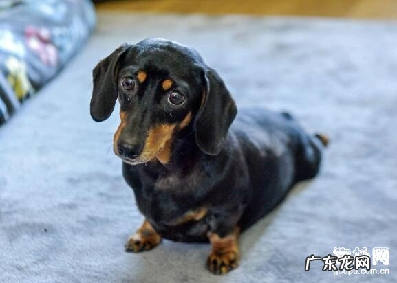 小狗后面偏瘫该怎么办，小狗后面偏瘫的病症及缘故