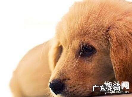 犬甲状腺素减低缘故病症及治疗方法