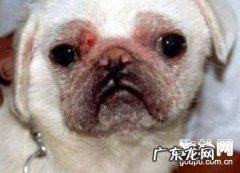 小狗得了螨生病了，你了解怎样治吗？