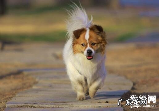 小狗得了螨生病了,你了解怎样治吗?