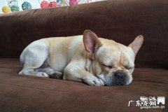 小狗后腿乏力站不稳该怎么办