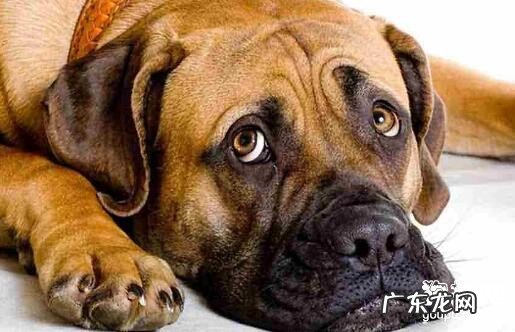 小狗血糖低和低钙血症有哪些症状?