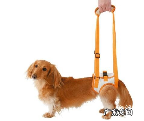 小狗后脚乏力的根本原因