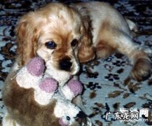 犬自咬症的六大病发缘故