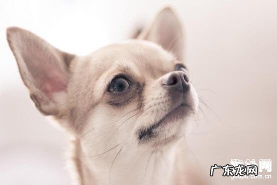 犬自咬症的六大病发缘故