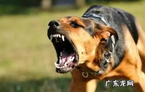 狂犬病发作有什么症状主要表现,不一样阶段病症不一样