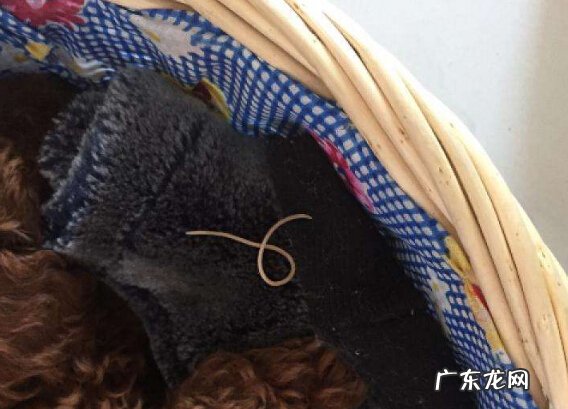 小狗拉虫该怎么办,小狗拉虫的治疗方法