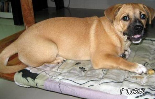 小狗拉虫该怎么办,小狗拉虫的治疗方法