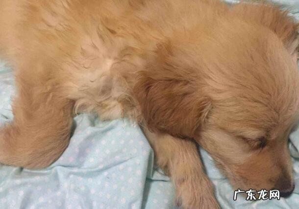 犬瘟主要症状及其防止方式