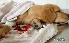 犬瘟主要症状及其防止方式